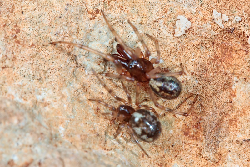 Coppia di Enoplognatha mandibularis - Malta